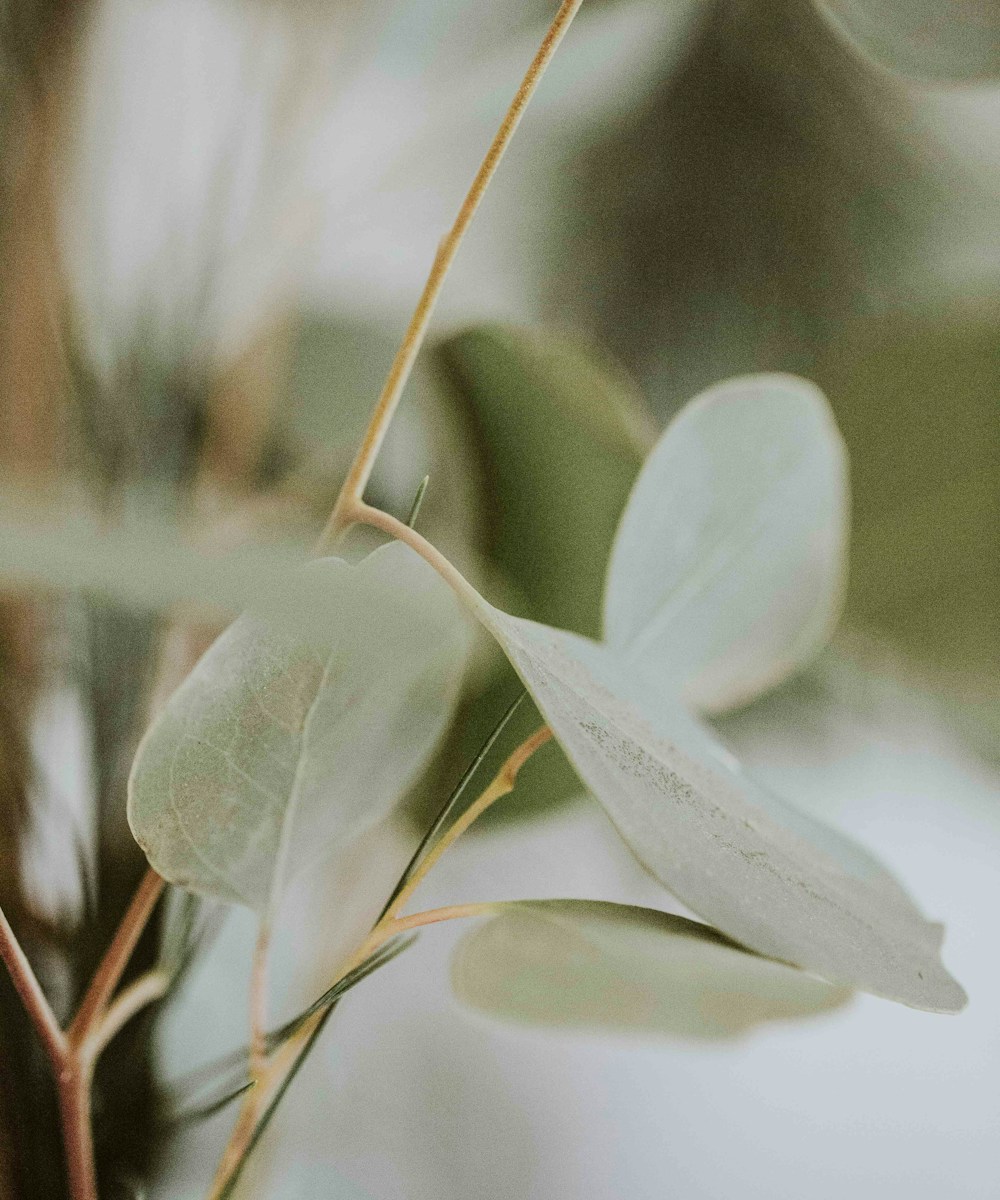 Soft green eucalyptus leaves in natural light